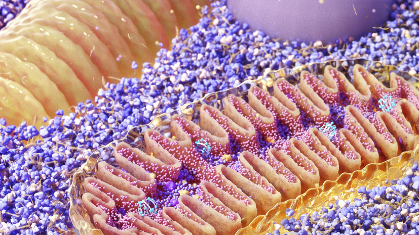 «Нарушения в их работе могут спровоцировать онкологию»: биолог — о роли митохондрий клетки